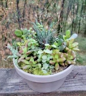Succulent arrangement in a white bowl planter
