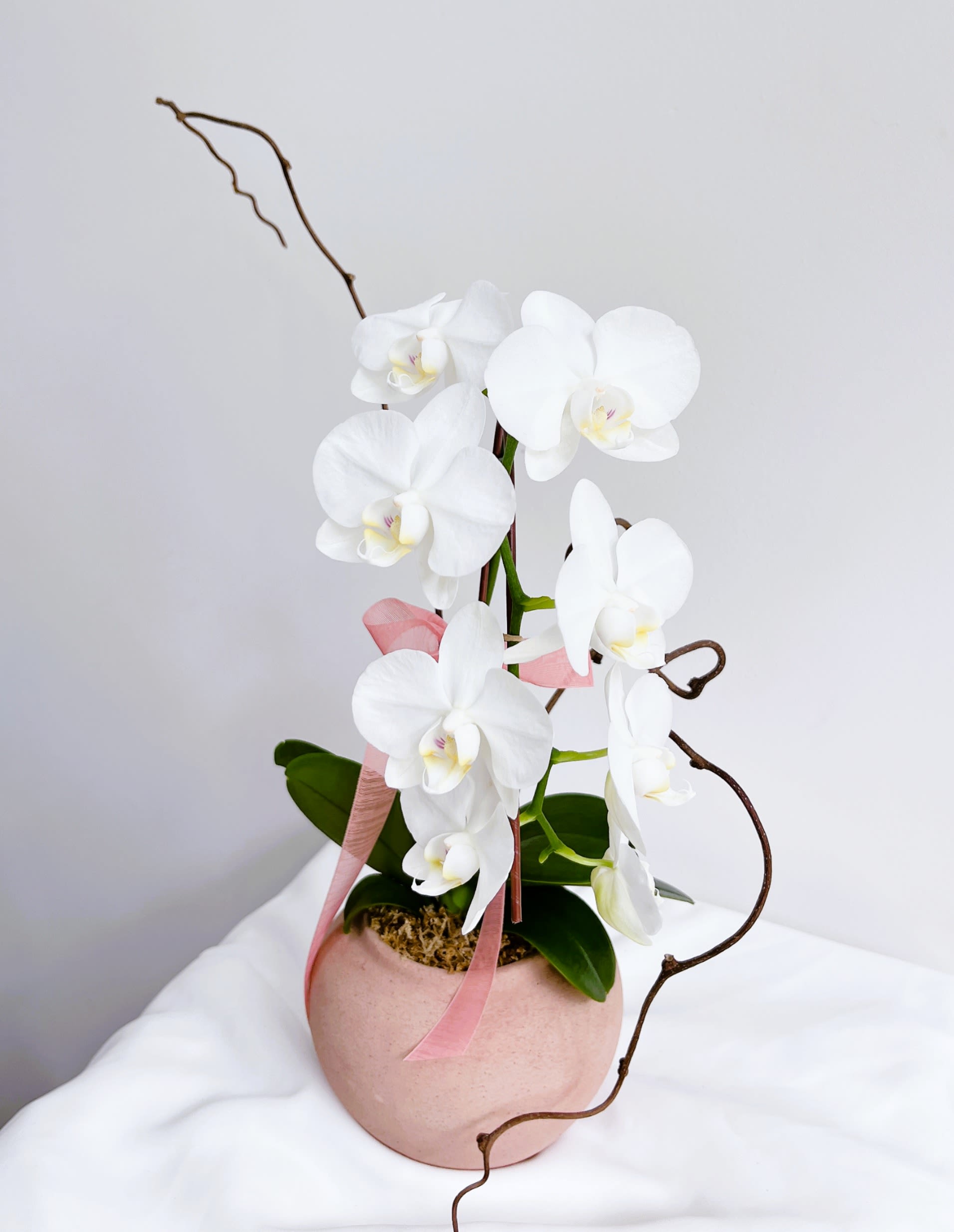 Elegance Modern Phalaenopsis (with Curly Willow) - Cascading white Phalaenopsis orchids bring quiet elegance to any room - a refined flower arrangement perfect as a Mother's Day gift, anniversary surprise, or a graceful get-well token. The sculptural stems and pristine white blooms create a calm, celebratory impression that makes the recipient feel noticed and cherished, whether you're marking a birthday, saying thank you, or sending sympathy.  Set in a soft blush round ceramic pot, the orchid is paired with glossy green leaves, moss and natural twisted branch stakes for height and texture. A pale pink ribbon and a decorative Mother's Day tag/plant pick finish the composition, and support stakes keep the long curved stems upright. Compact and gift-ready, this arrangement suits spring and summer décor as well as a table centerpiece through the holidays.  Ideal for the person who appreciates lasting beauty, this potted orchid requires minimal care-bright, indirect light and moderate watering to keep roots healthy-making it a thoughtful present for new parents, grads, colleagues, or someone you simply want to brighten. Advance ordering recommended for seasonal holidays like Mother's Day, Thanksgiving or Christmas to ensure availability.