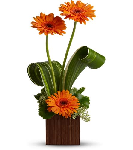 Orange gerbera daisies in a tall wooden vase with curled green leaves