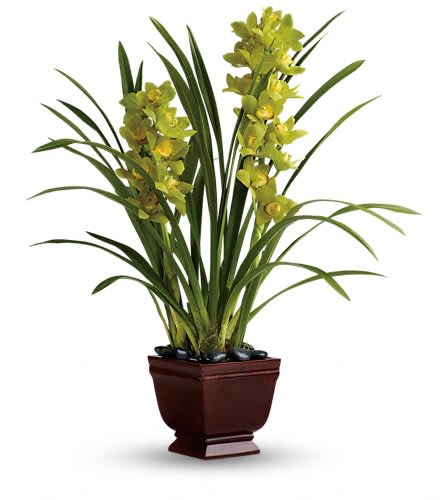 Potted orchid arrangement with tall green leaves and yellow blooms