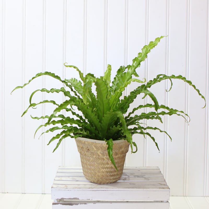 Potted green fern in a woven basket planter