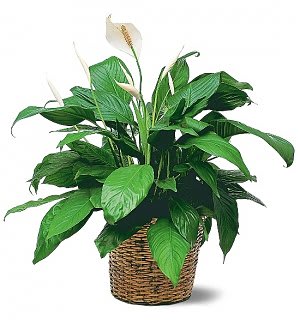 Peace lily plant with white blooms in a woven basket