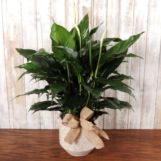 Lush green potted plant with white blooms in a patterned white pot tied with a burlap bow