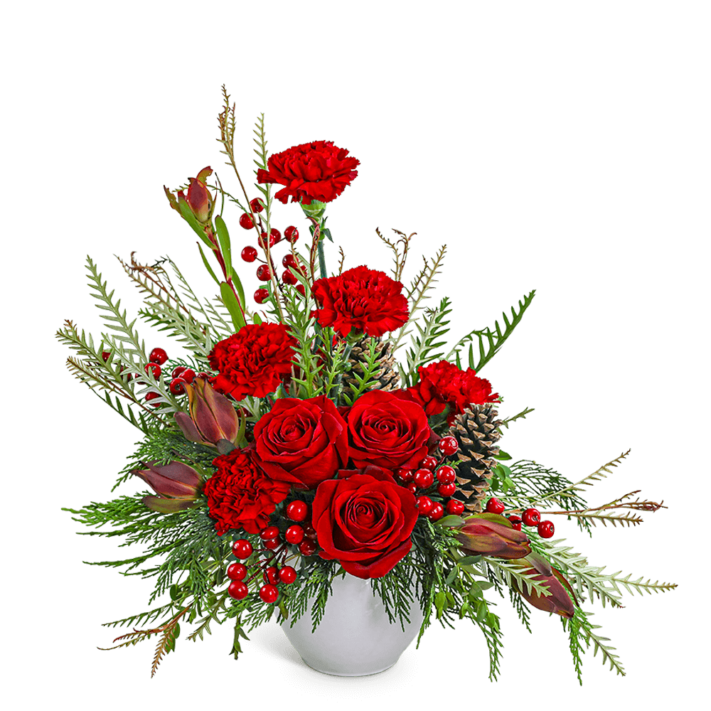 Crimson Radiance - Crimson Radiance is a stunning winter arrangement featuring Roses, Carnations, Leucadendron, Pinecones, and premium winter foliage. Designed in a classic white vase, this design adds a bold and festive touch to any holiday setting. Our floral designer may make substitutions based on availability, always keeping the overall style and beauty of the arrangement intact.