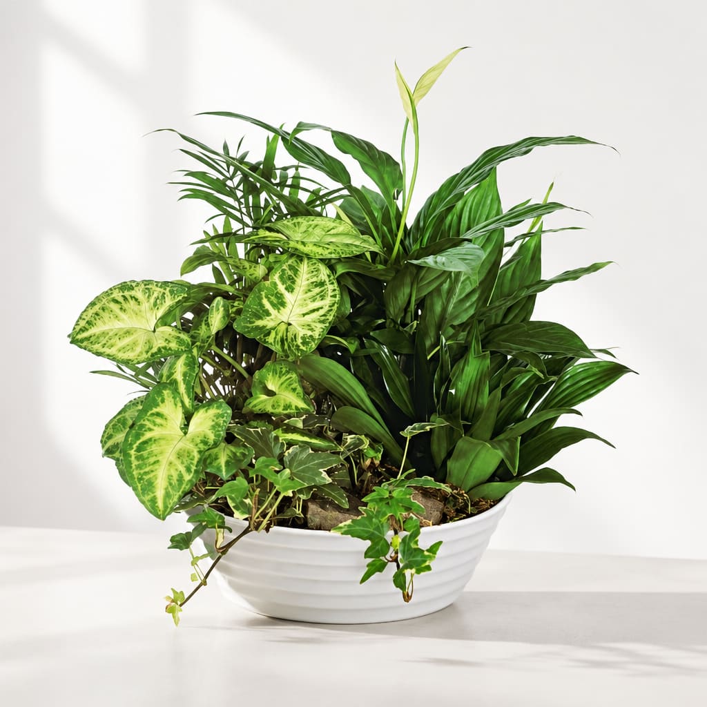 Mixed green houseplants in a white bowl planter