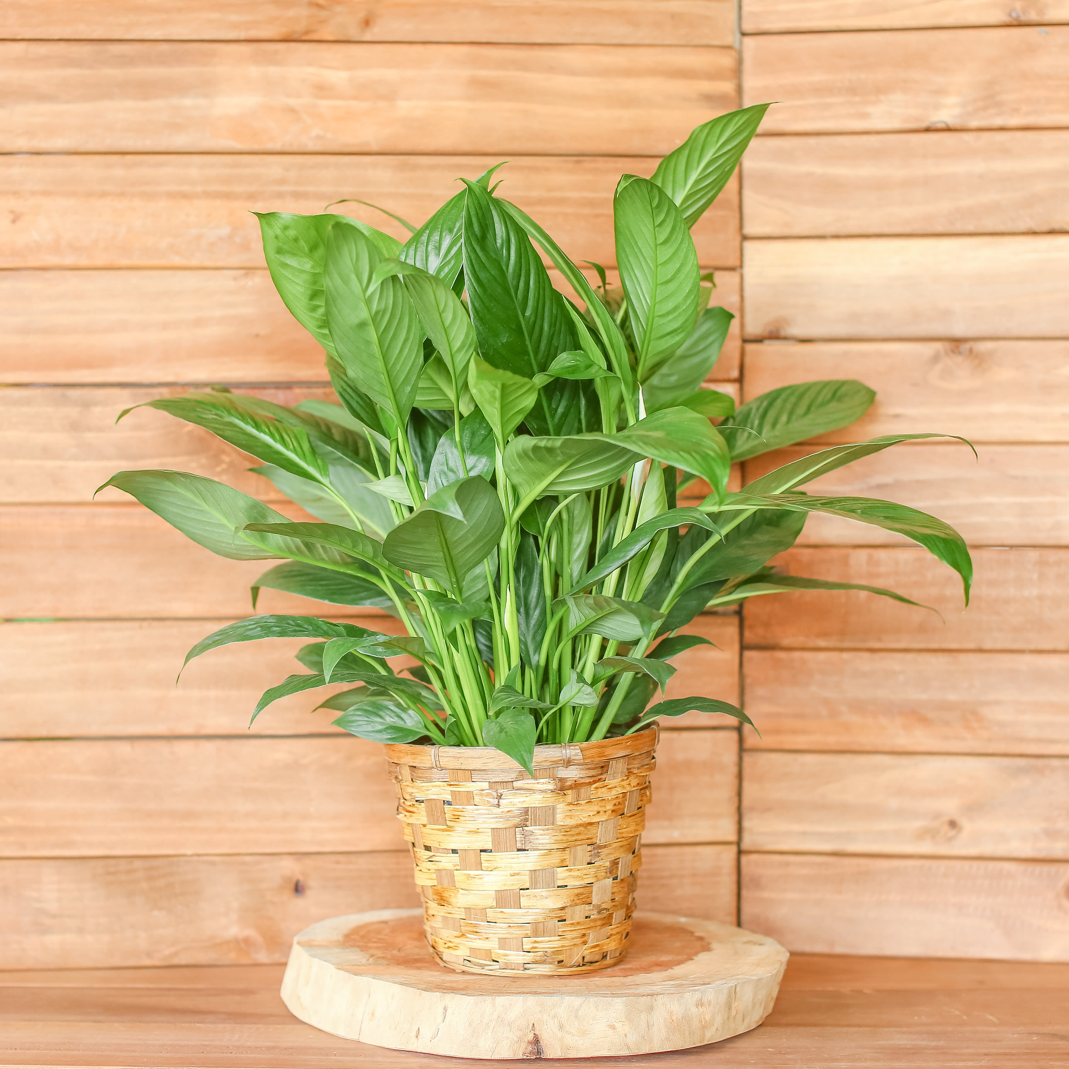 Potted green houseplant in a woven basket on a wooden stand