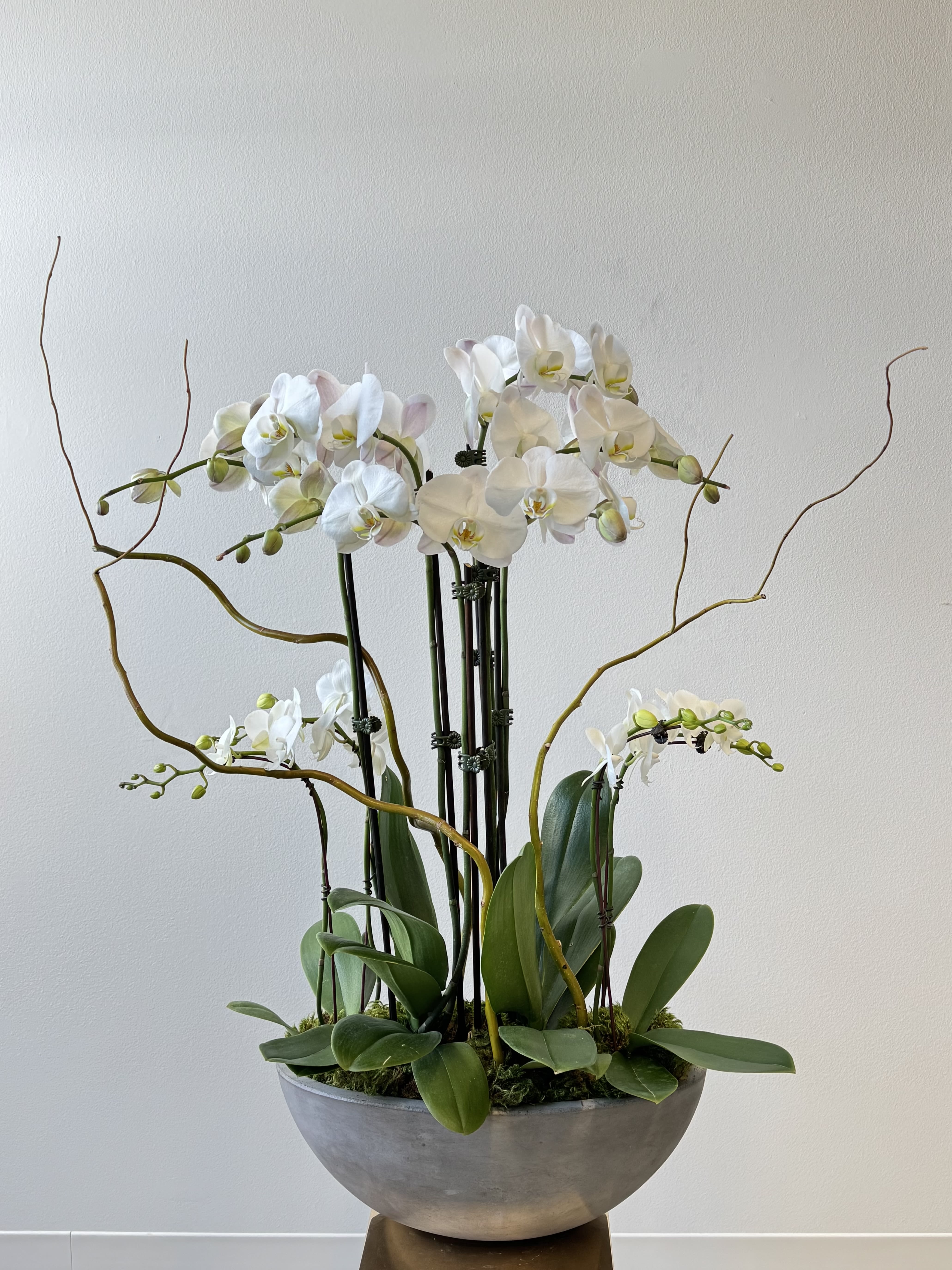 White orchids arranged in a shallow gray bowl with arching stems