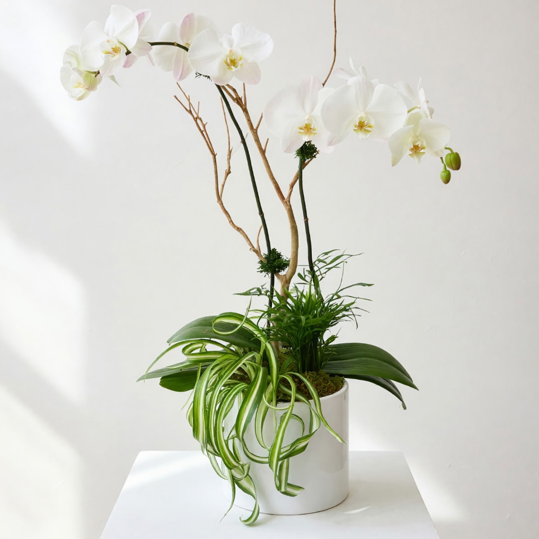 White orchid arrangement in a white pot with trailing green plants