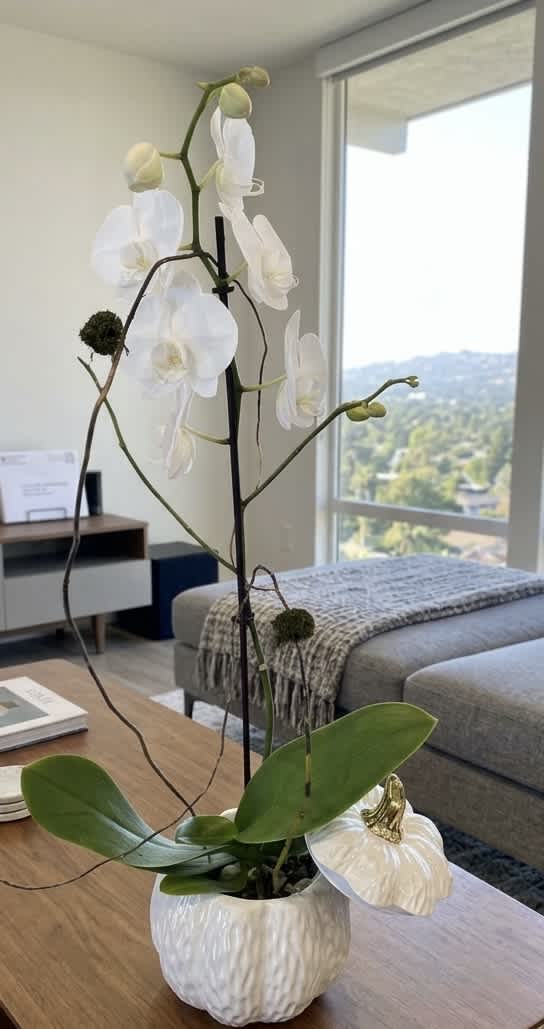 White orchid arrangement in a white pumpkin-shaped pot on a table