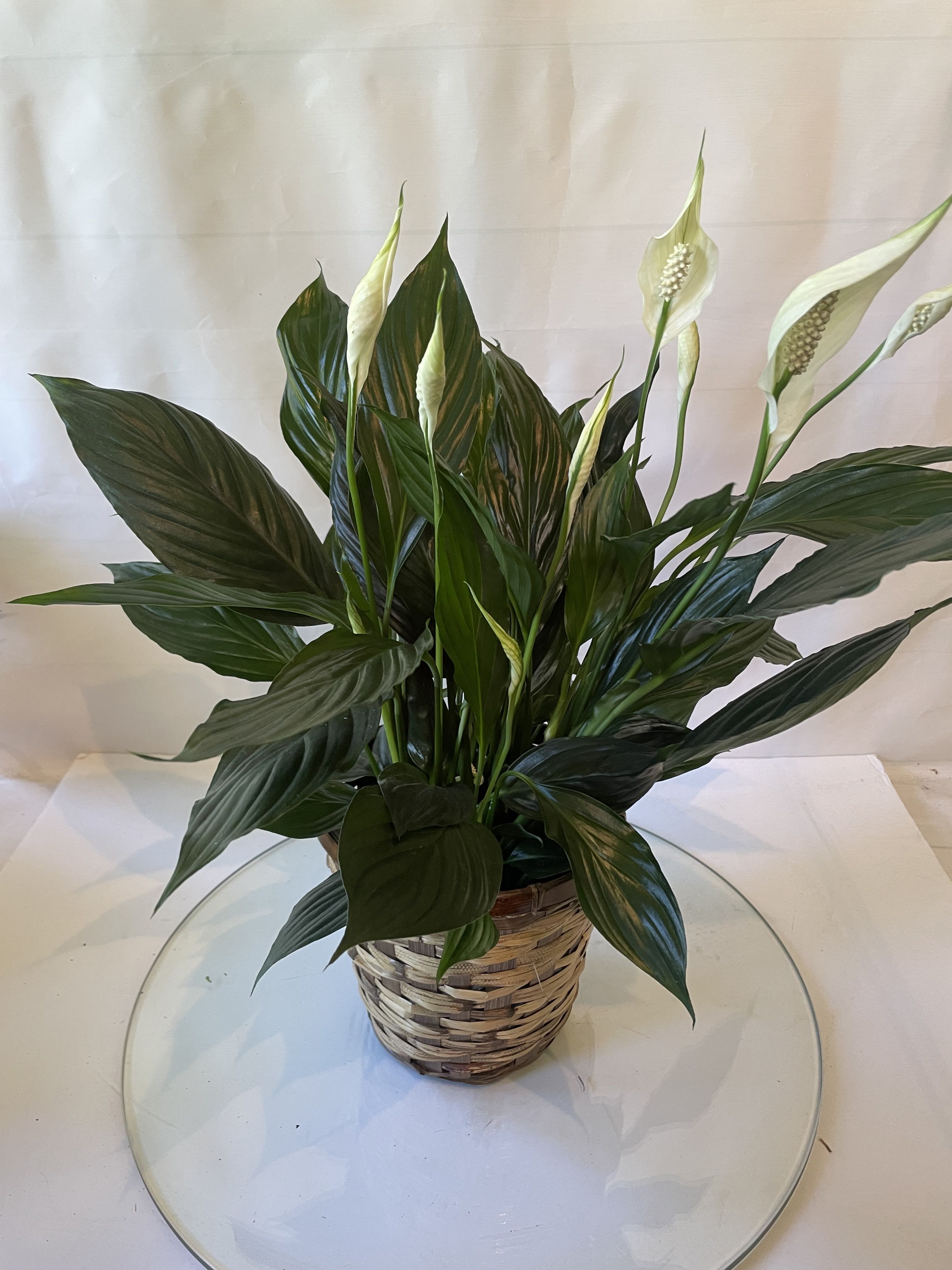 Potted peace lily with white blooms in a woven basket