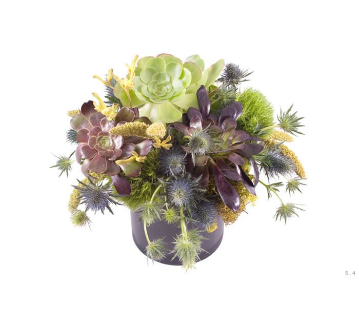 Succulent arrangement in a dark pot with spiky blue thistle accents