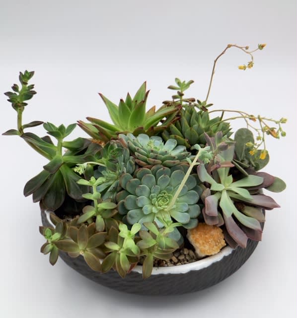 A shallow bowl filled with assorted succulents and small yellow blooms.