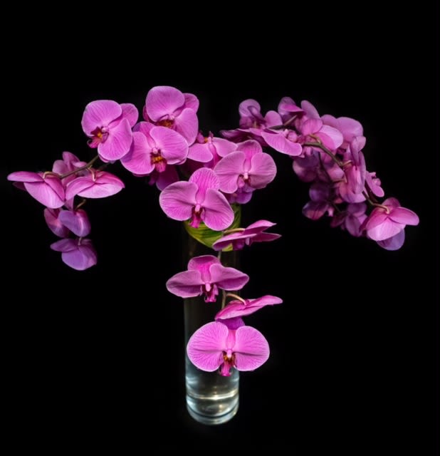 Garrett - Stunningly simple orchids in a tall vase with accenting green foliage. white Phalaenopsis orchids available also