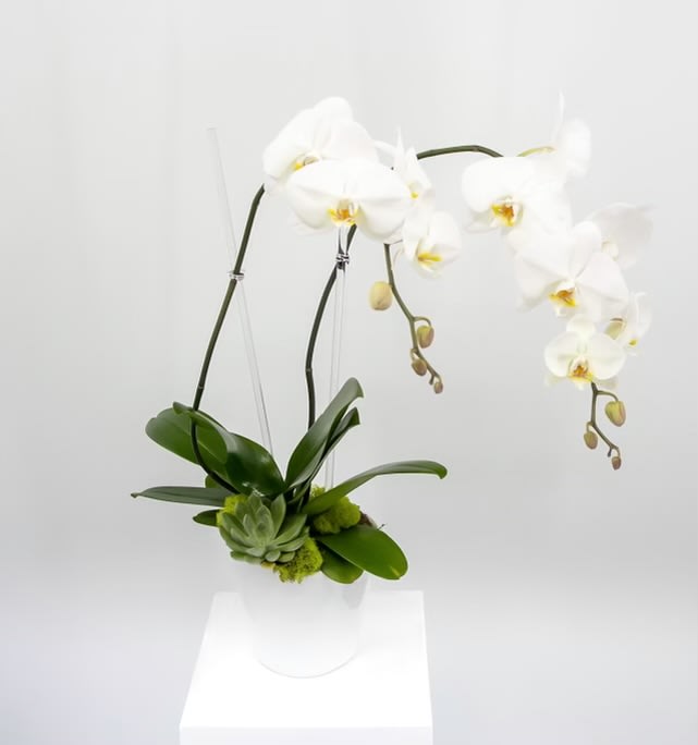 MaryAnne - A classic orchid with a contemporary sensibility.