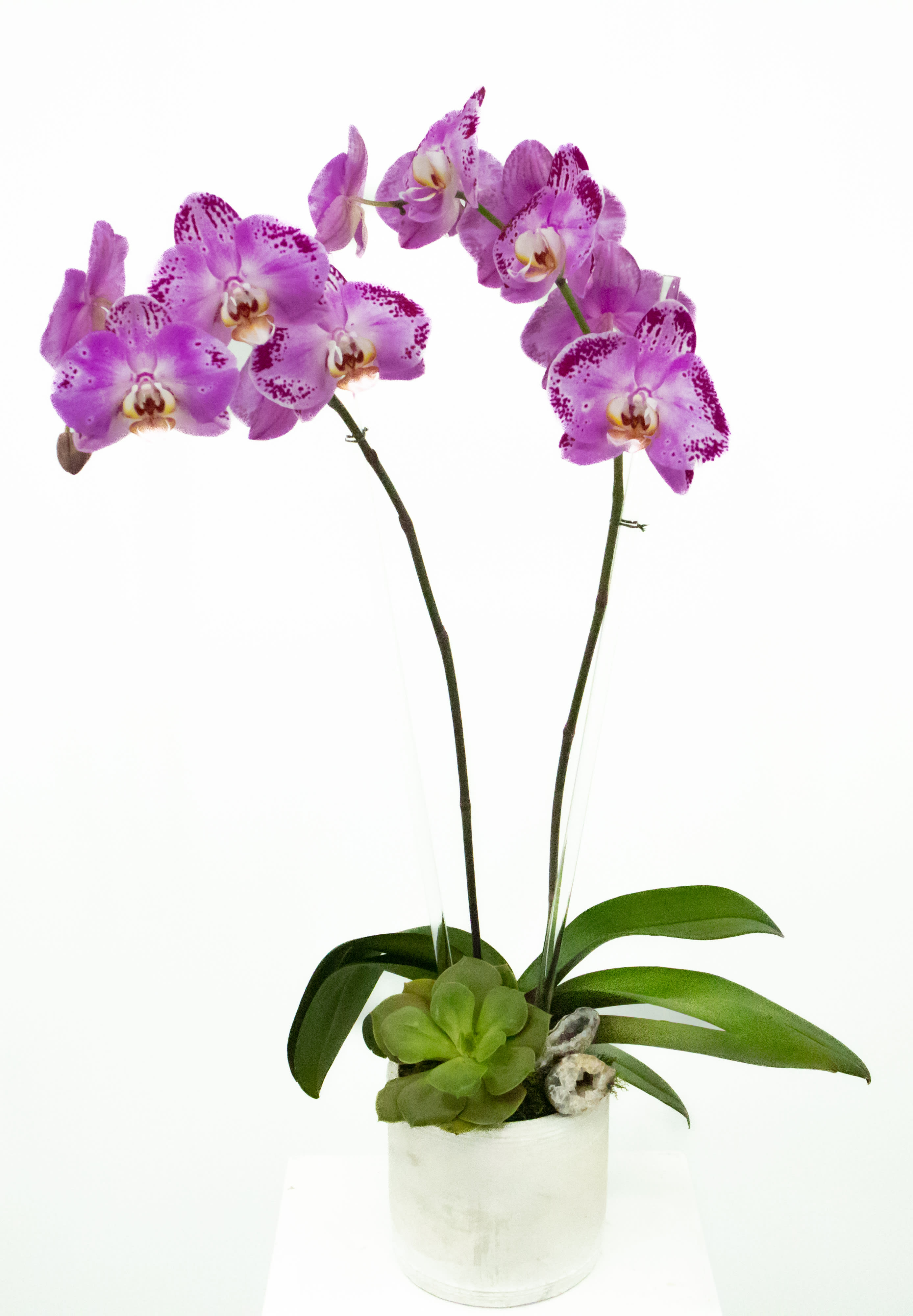 Darren - These gorgeous orchids in a stunning purple will catch anyones eye. The geodes &amp; succulent added to the base provided a welcome contrast to the delicate nature of the orchids. This beautiful arrangement is ideal for an entry way or even a kitchen counter.  