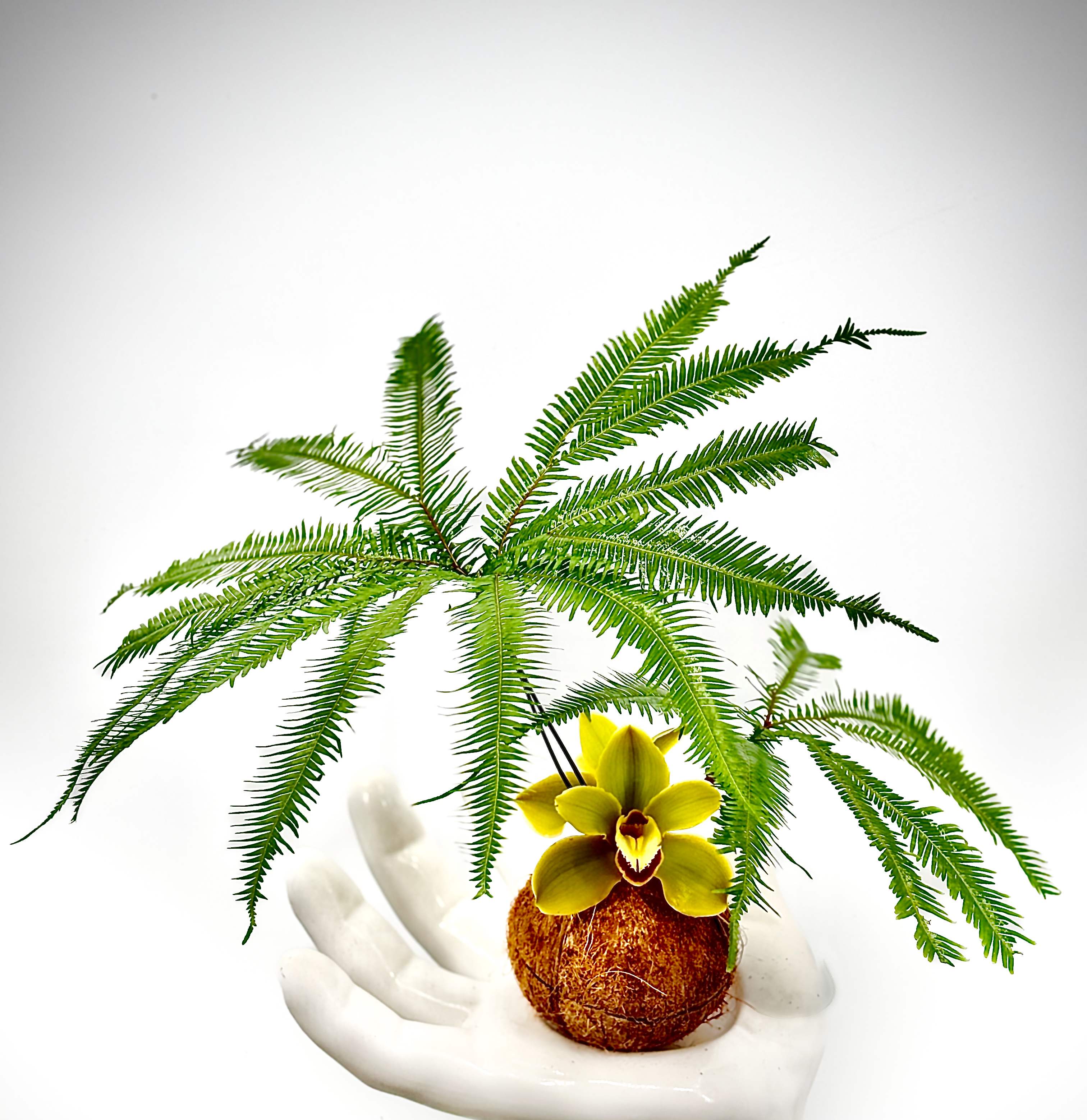 Will - This minimalist yet striking arrangement features lush green fern fronds gracefully arching out of a rustic coconut shell vase. A single, elegant green cymbidium orchid adds a pop of color and a touch of sophistication. .This tropical-inspired piece brings a sense of serenity and natural beauty, making it an ideal decor element for a tranquil space or a tropical-themed event.
