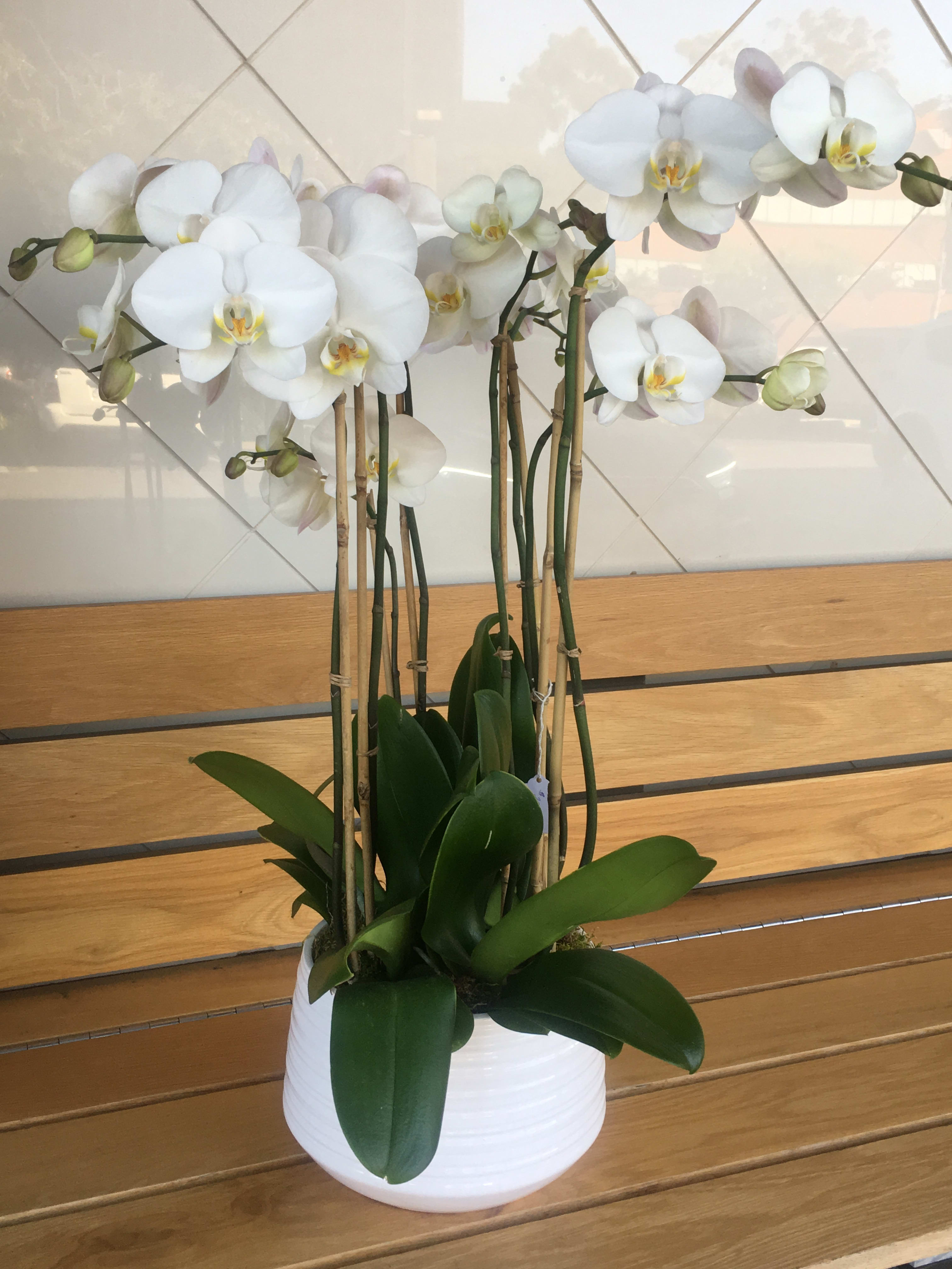 White orchid plant in a white pot on a wooden table
