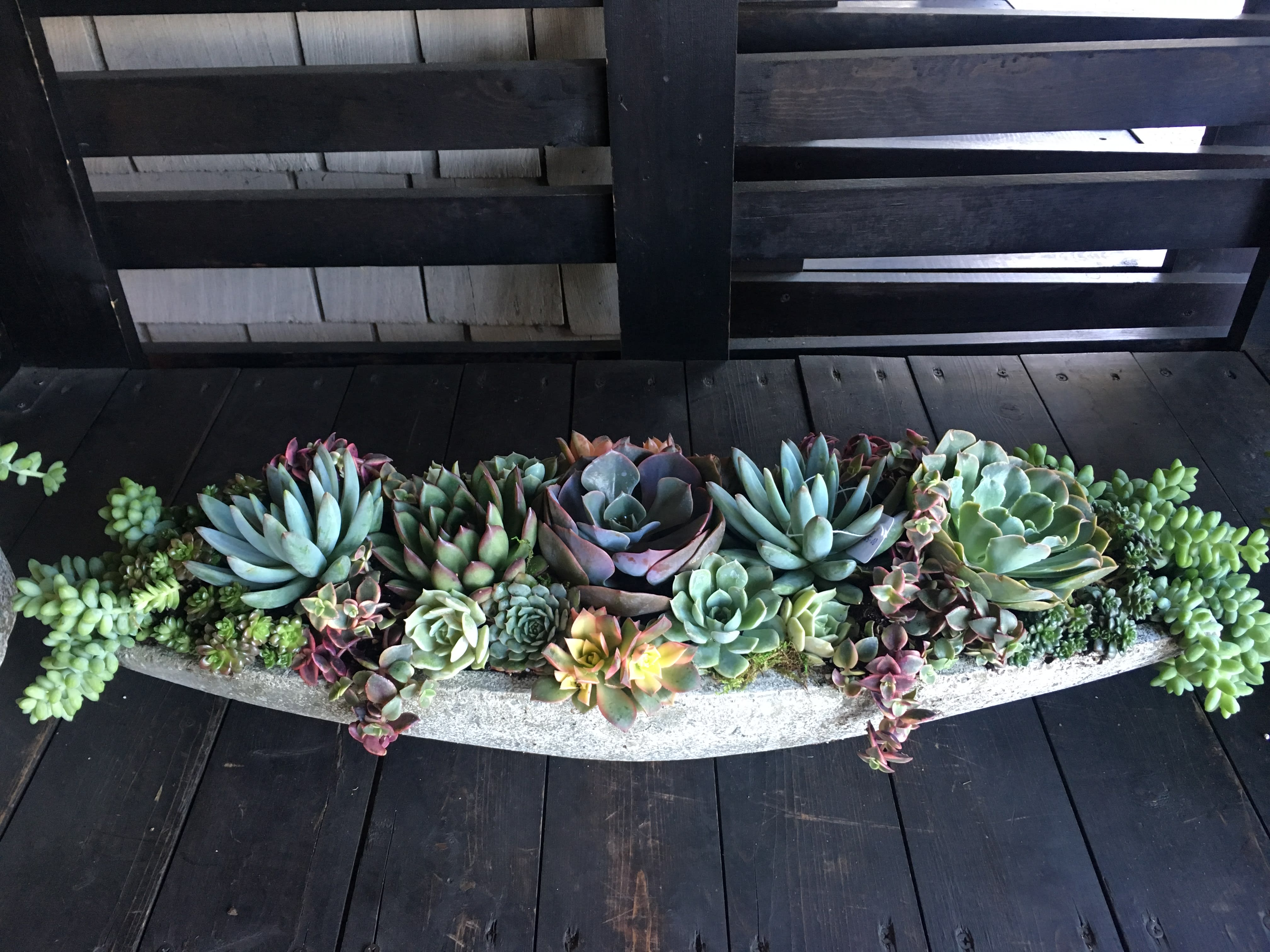 Long succulent arrangement in a shallow concrete planter