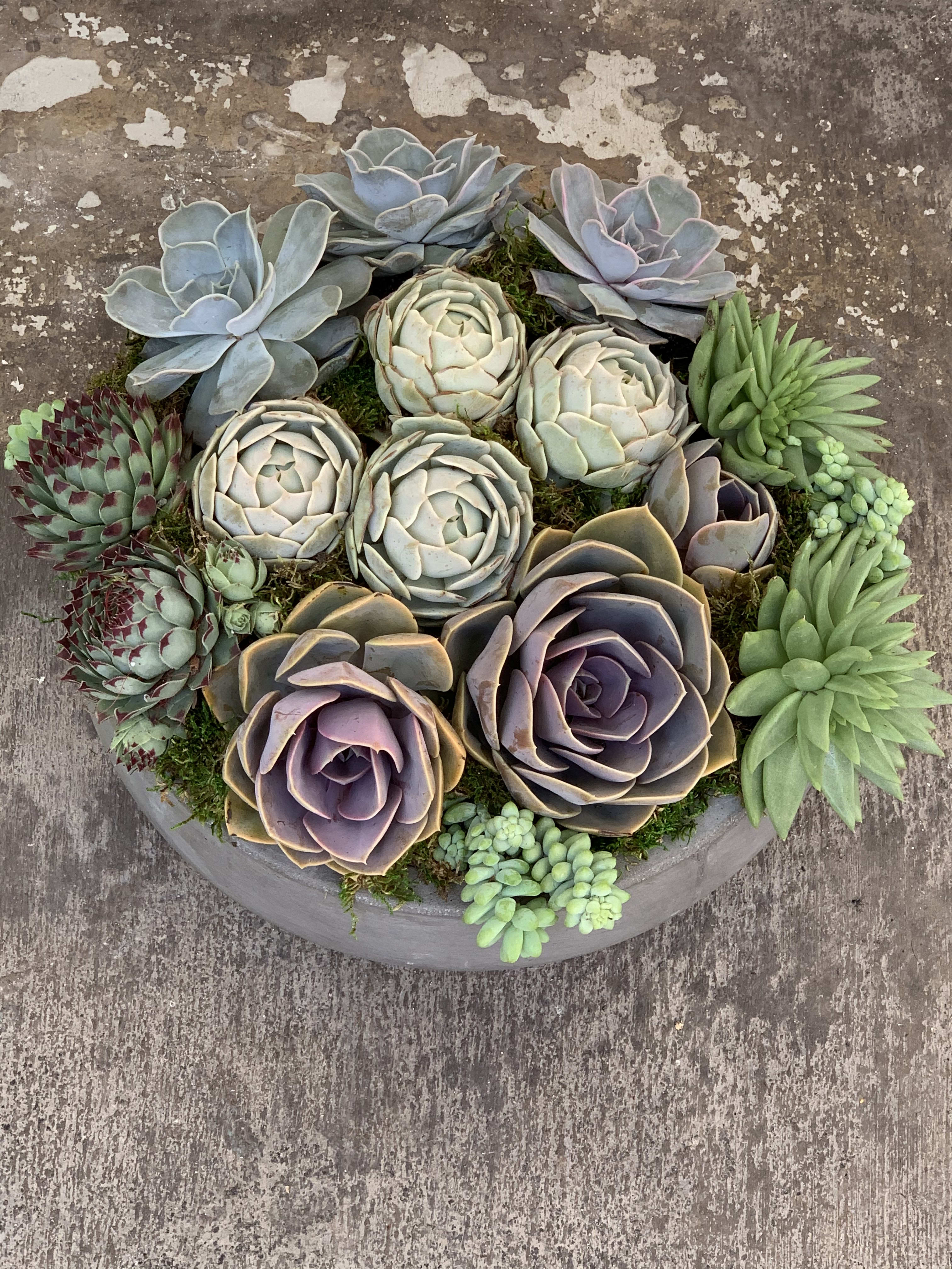 Round succulent arrangement in a shallow gray planter