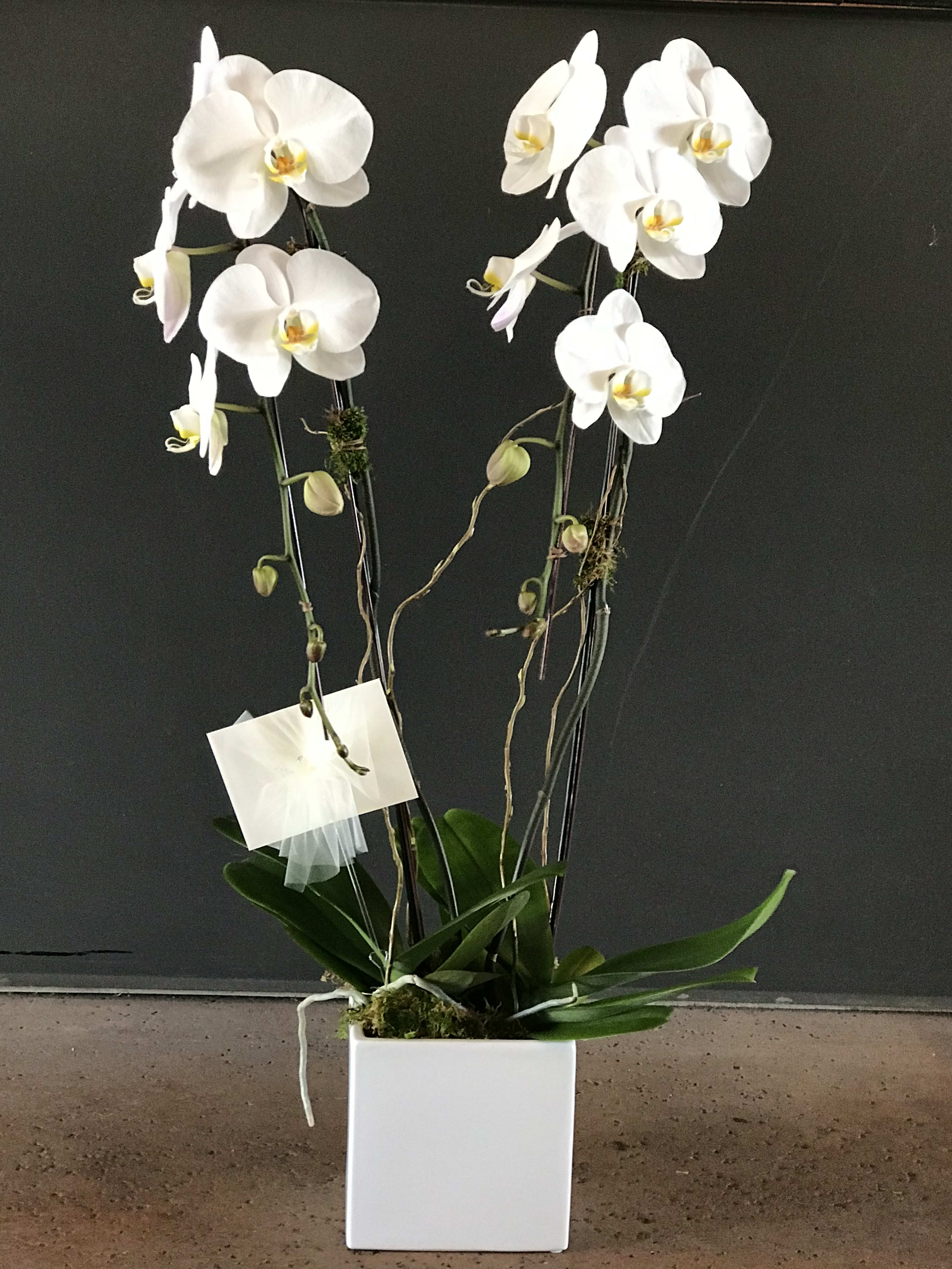 White orchid plant in a square white pot