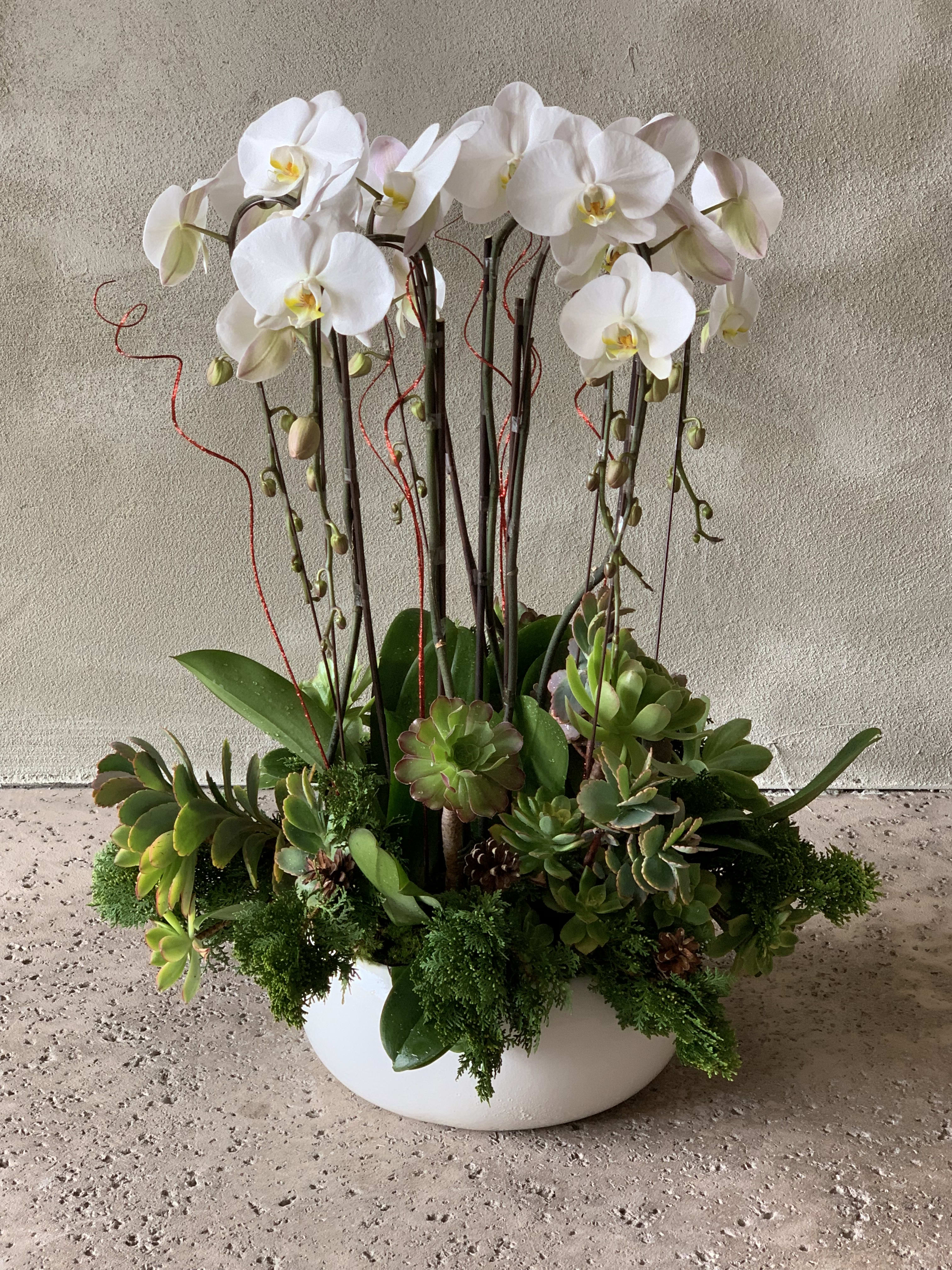 White orchids and succulents arranged in a white bowl planter