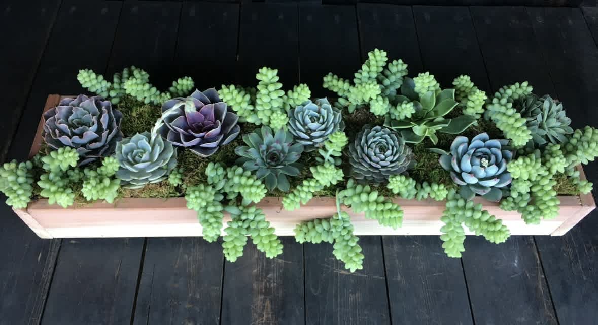 Rectangular succulent planter with rosette succulents and trailing green sedum