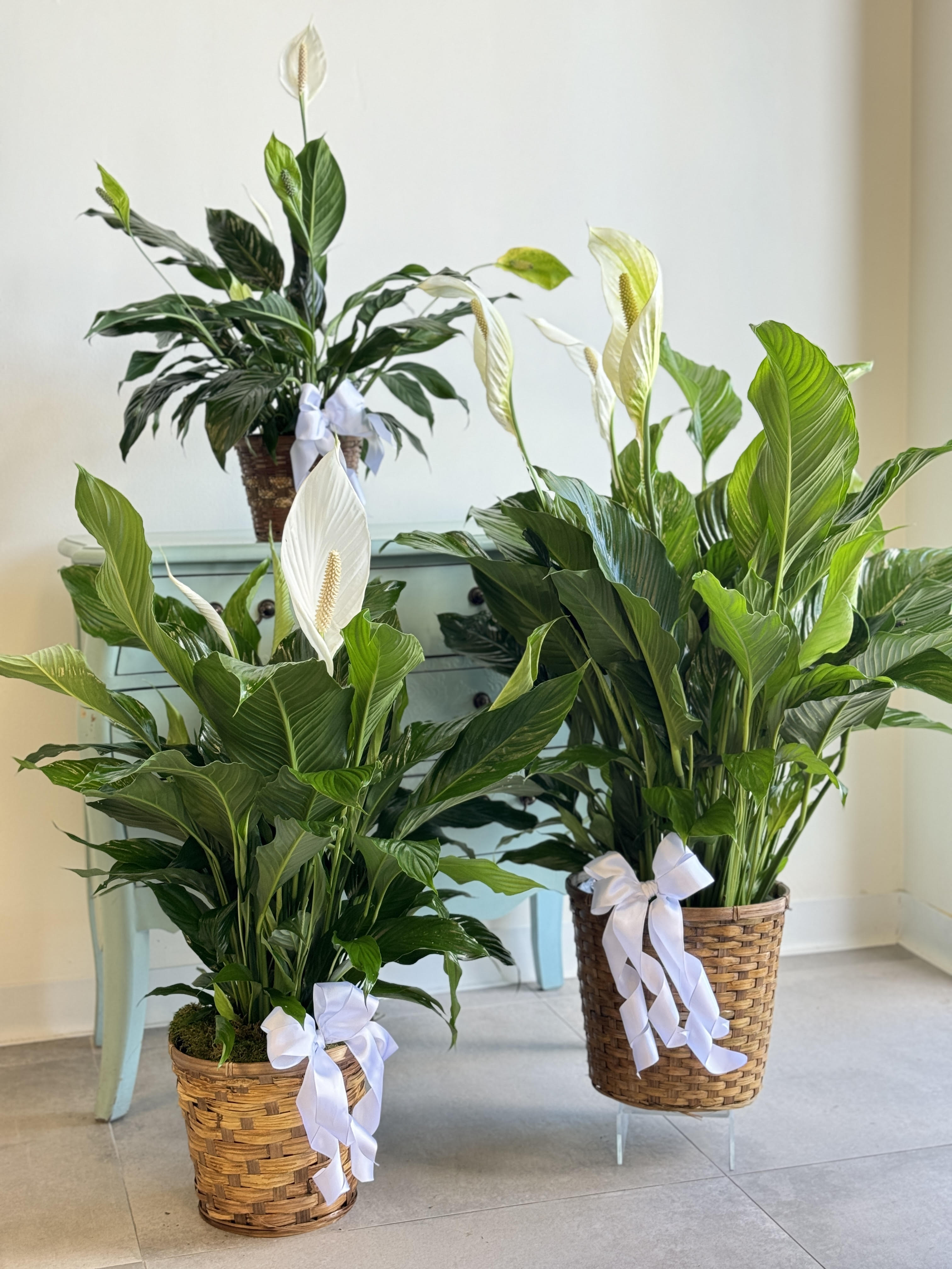 Two potted peace lilies with white blooms and ribbon bows