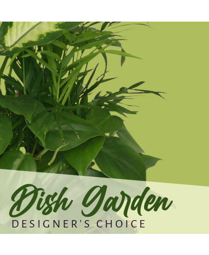 Designer's Choice Dish Garden! - A beautiful array of green &amp; blooming plants in a basket, dish, or container topped with moss.  