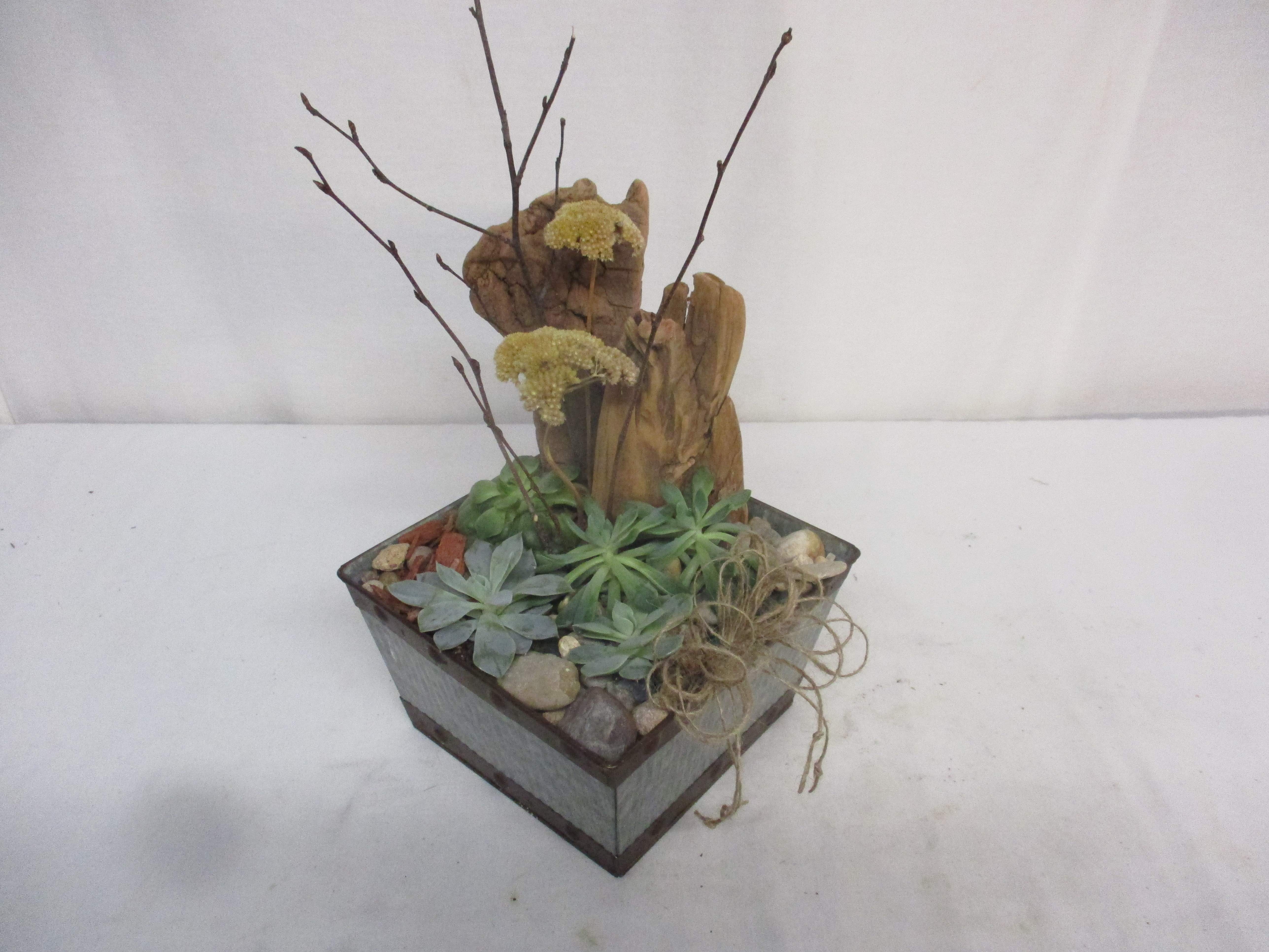 Native Succulent Dish Garden - Using native wood and branches, this dish garden of assorted succulents arrives bringing an abundance good karma and serenity.