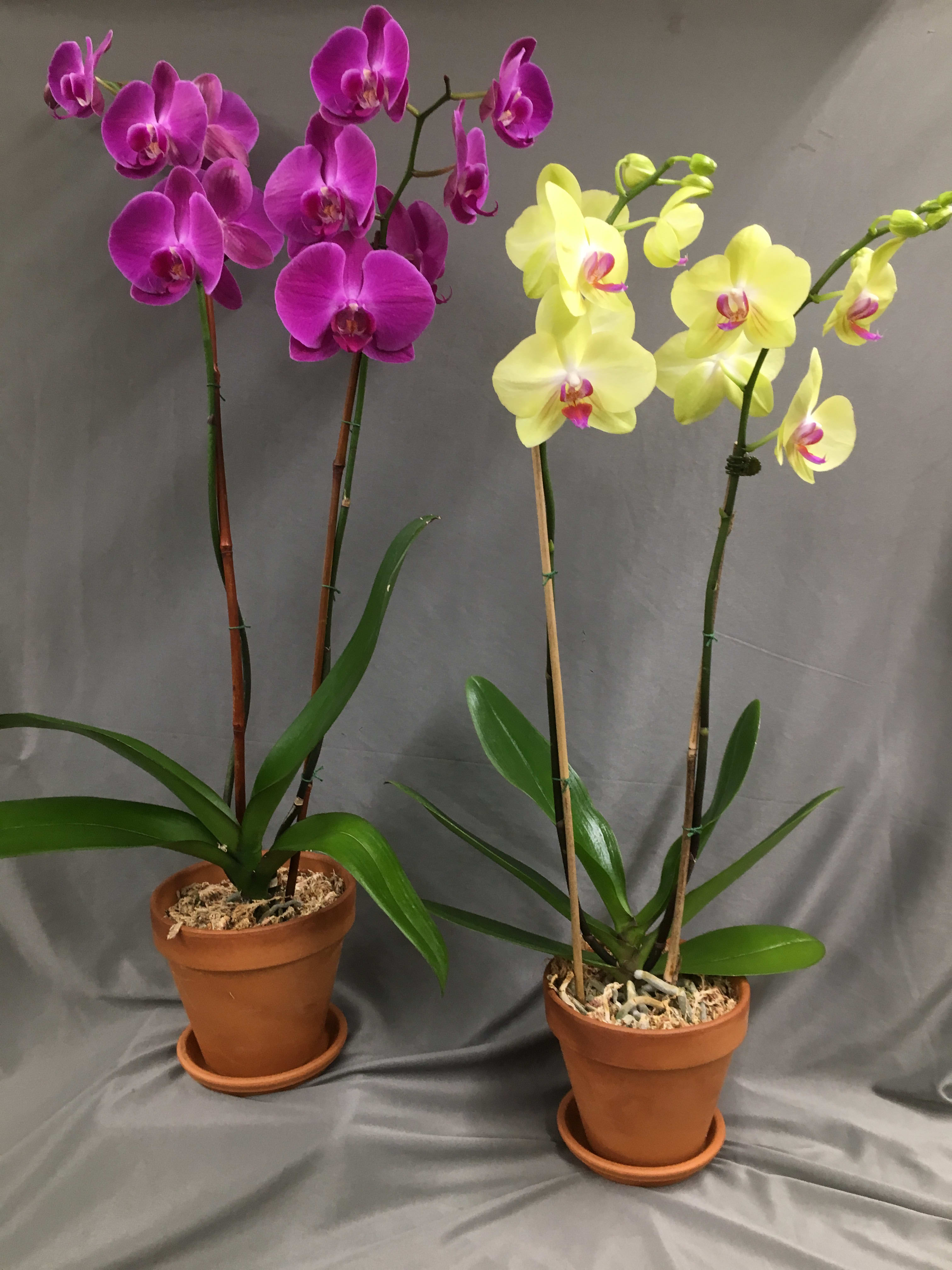Two potted orchids with purple and yellow blooms