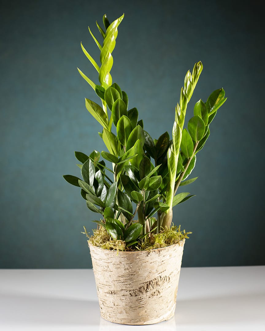 Potted green plant with glossy upright stems in a birch-style container