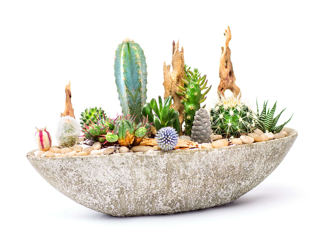 Assorted cacti and succulents in a shallow stone planter