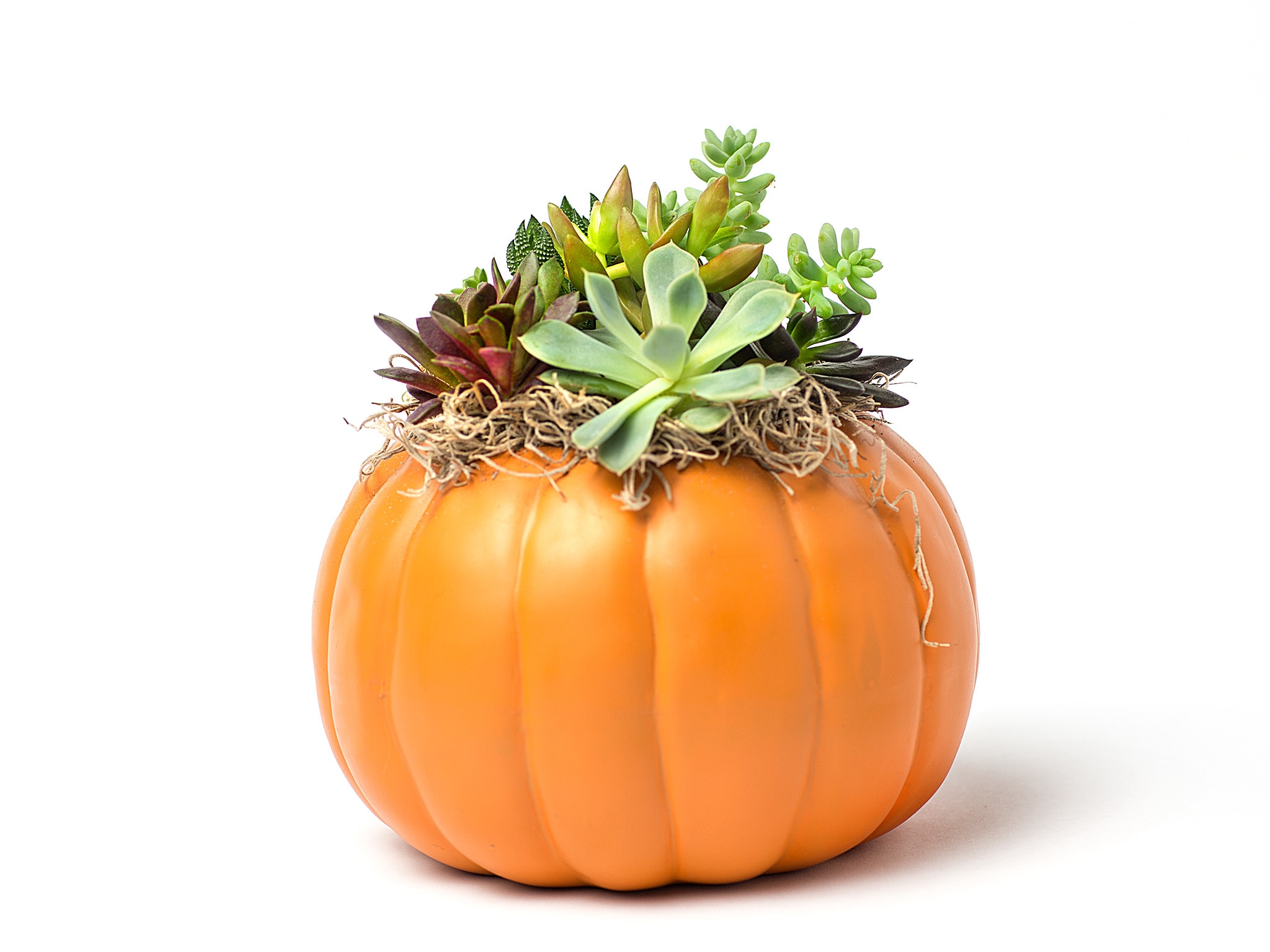 Succulents arranged in a pumpkin-shaped container