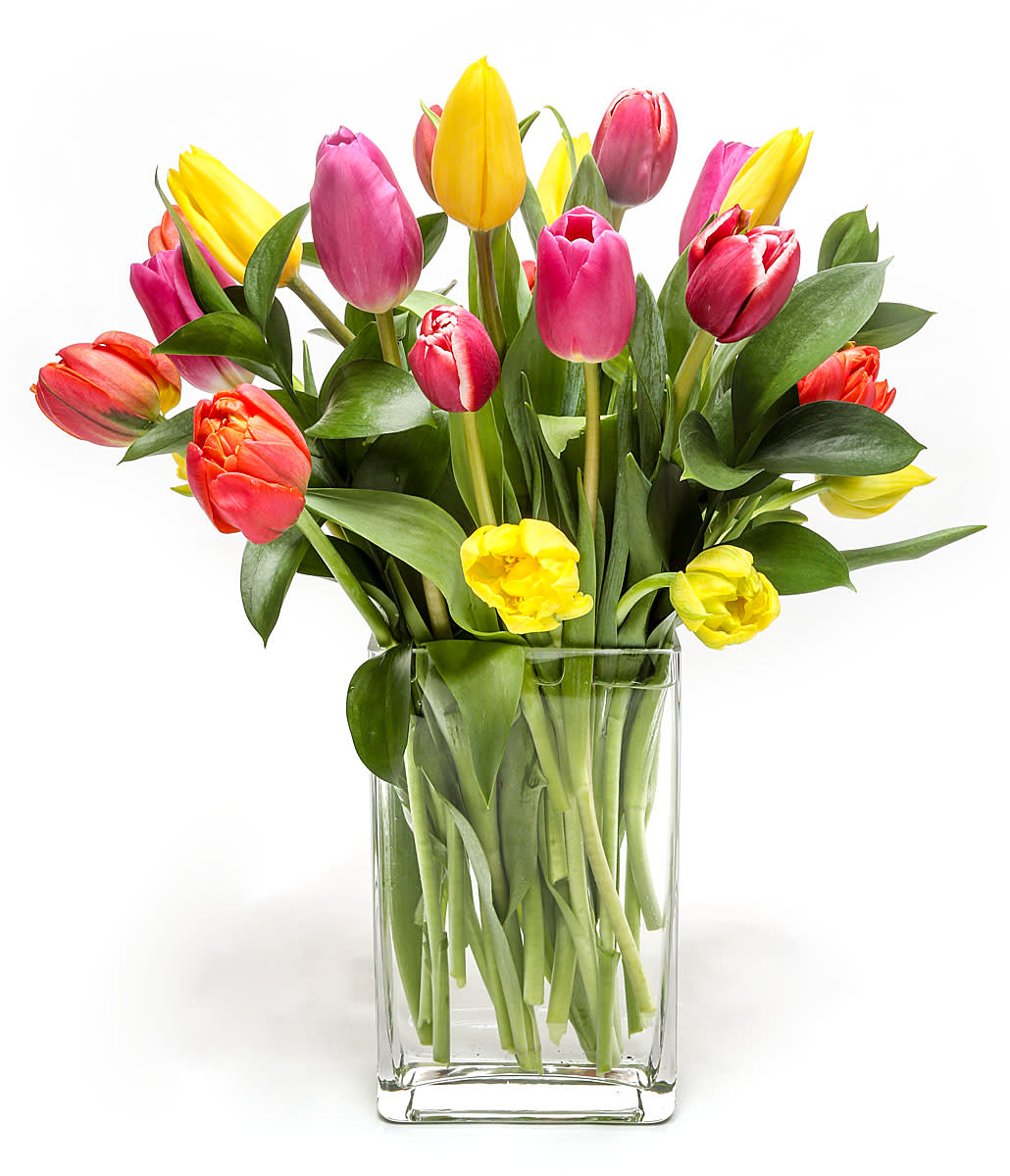 Colorful tulips arranged in a clear glass vase