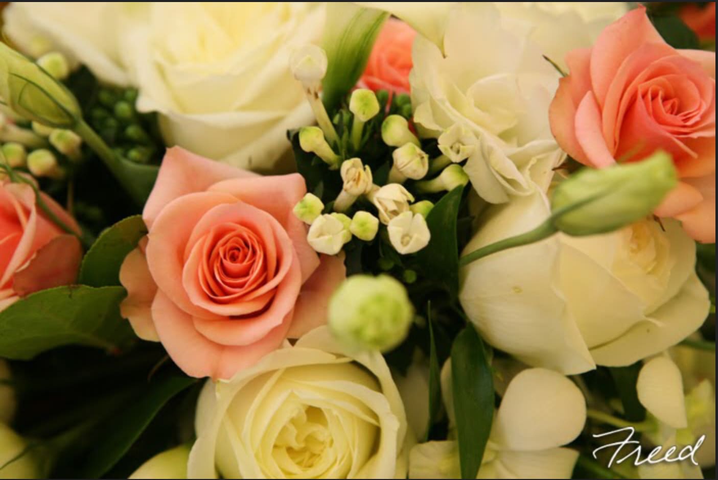 Bouquet of peach and white roses with small white filler flowers