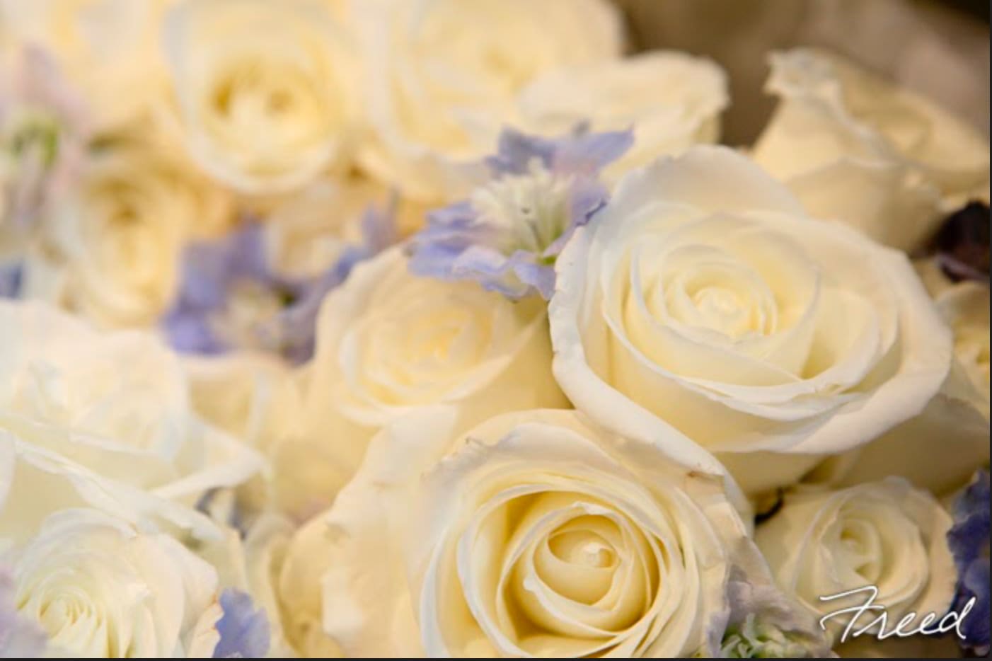 Close-up of cream roses with small lavender flowers