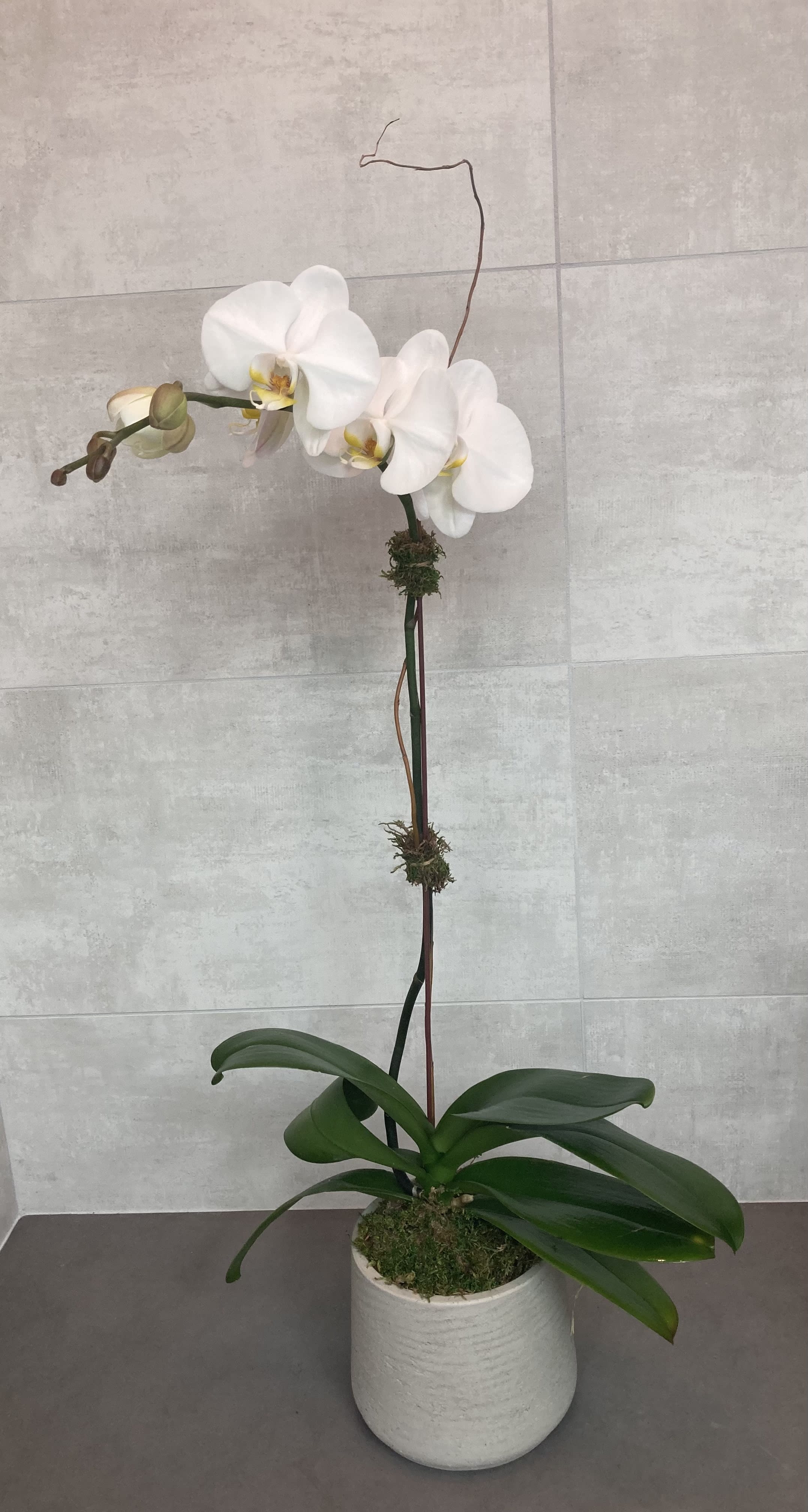 White orchid plant in a white pot with a tall stem and broad green leaves
