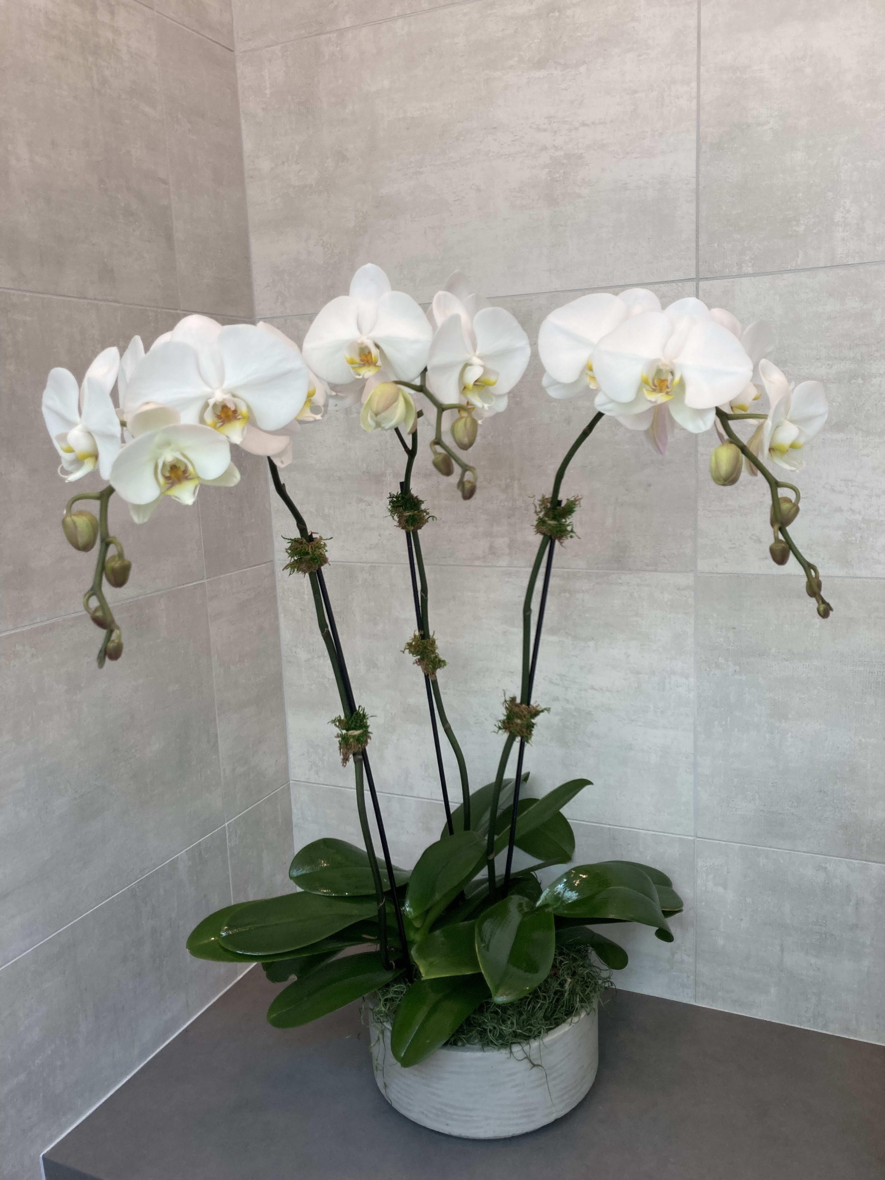 White orchids in a white pot with glossy green leaves
