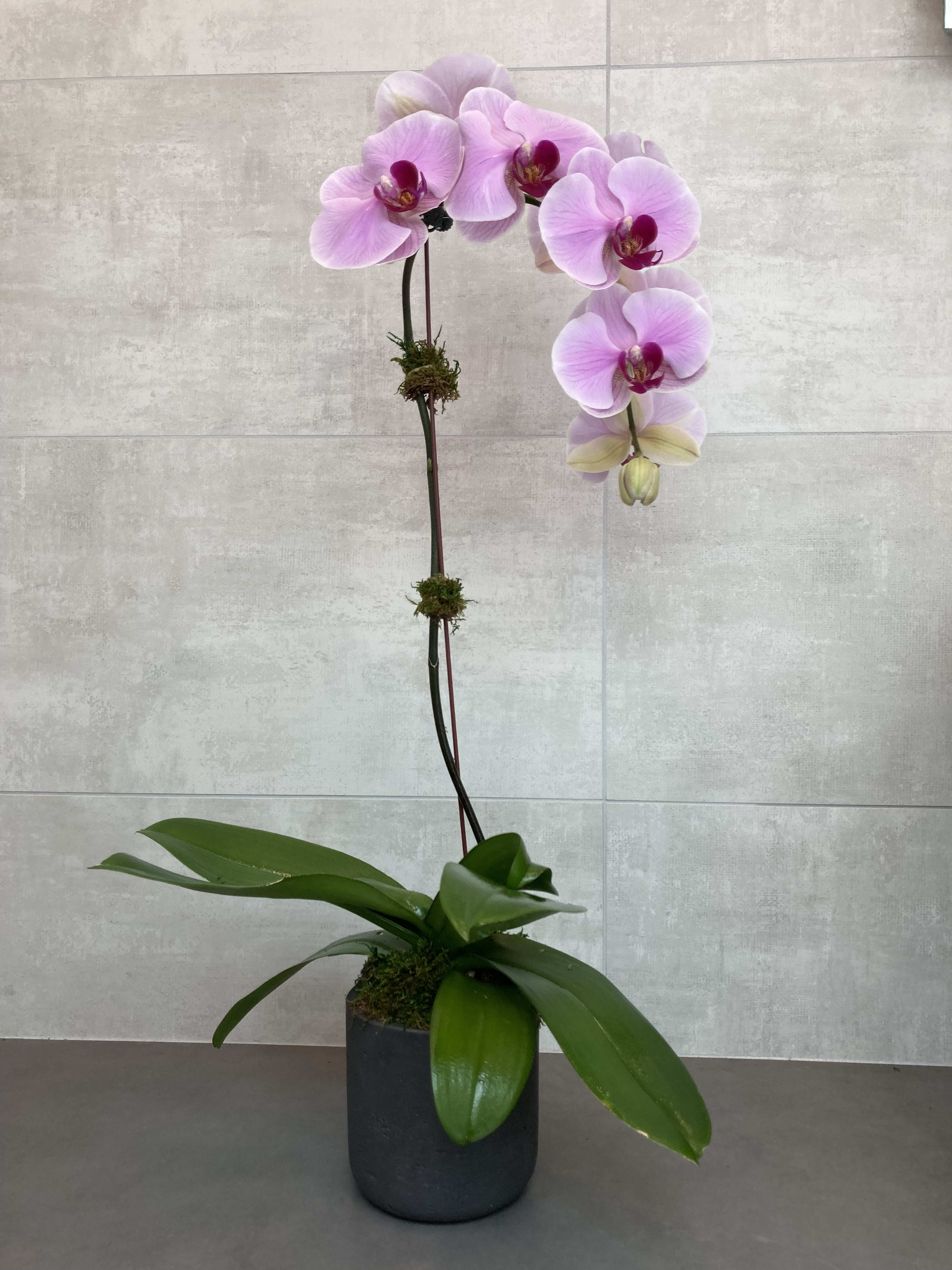Pink orchid plant in a black pot