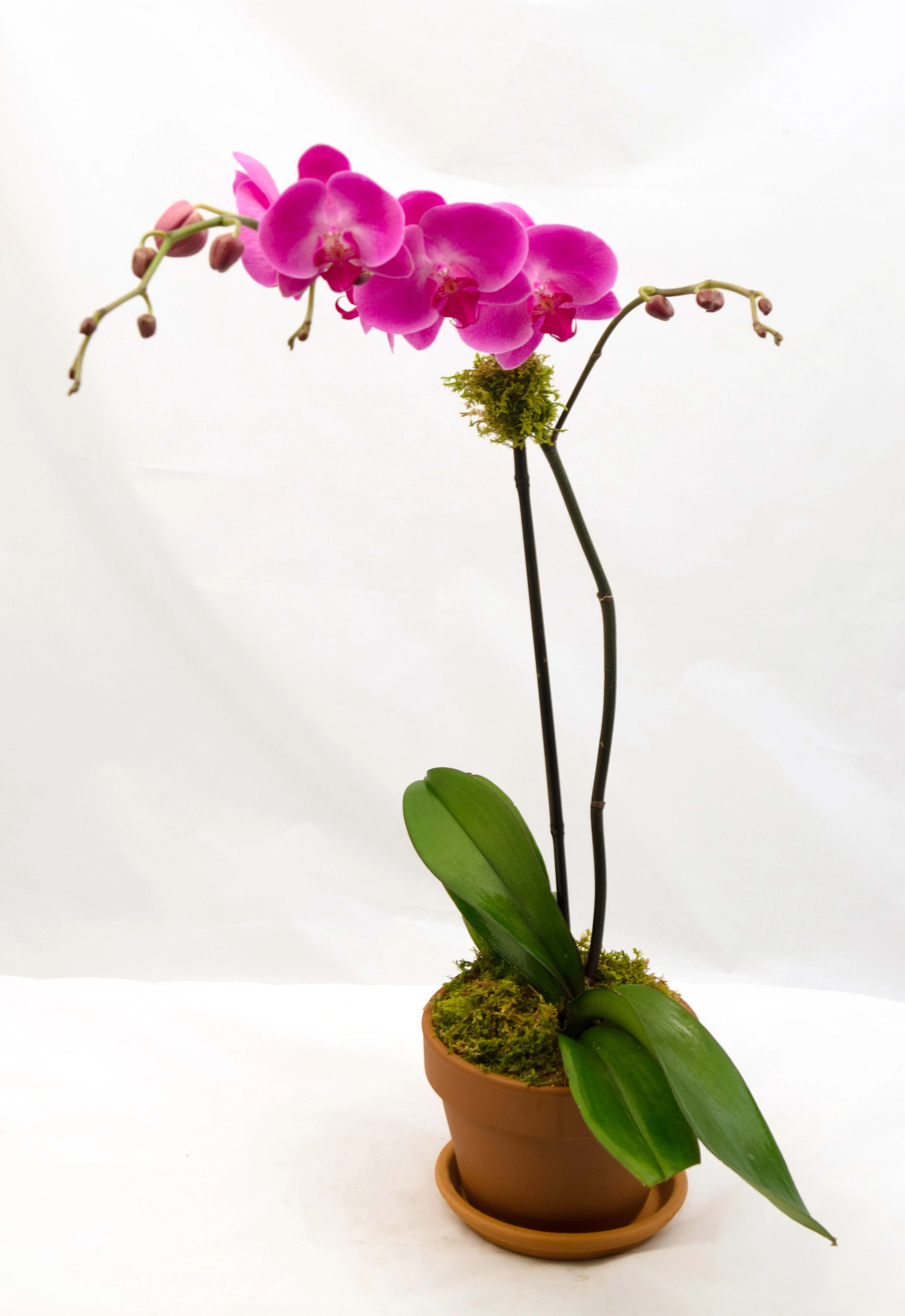 Pink orchid plant in a terracotta pot with moss