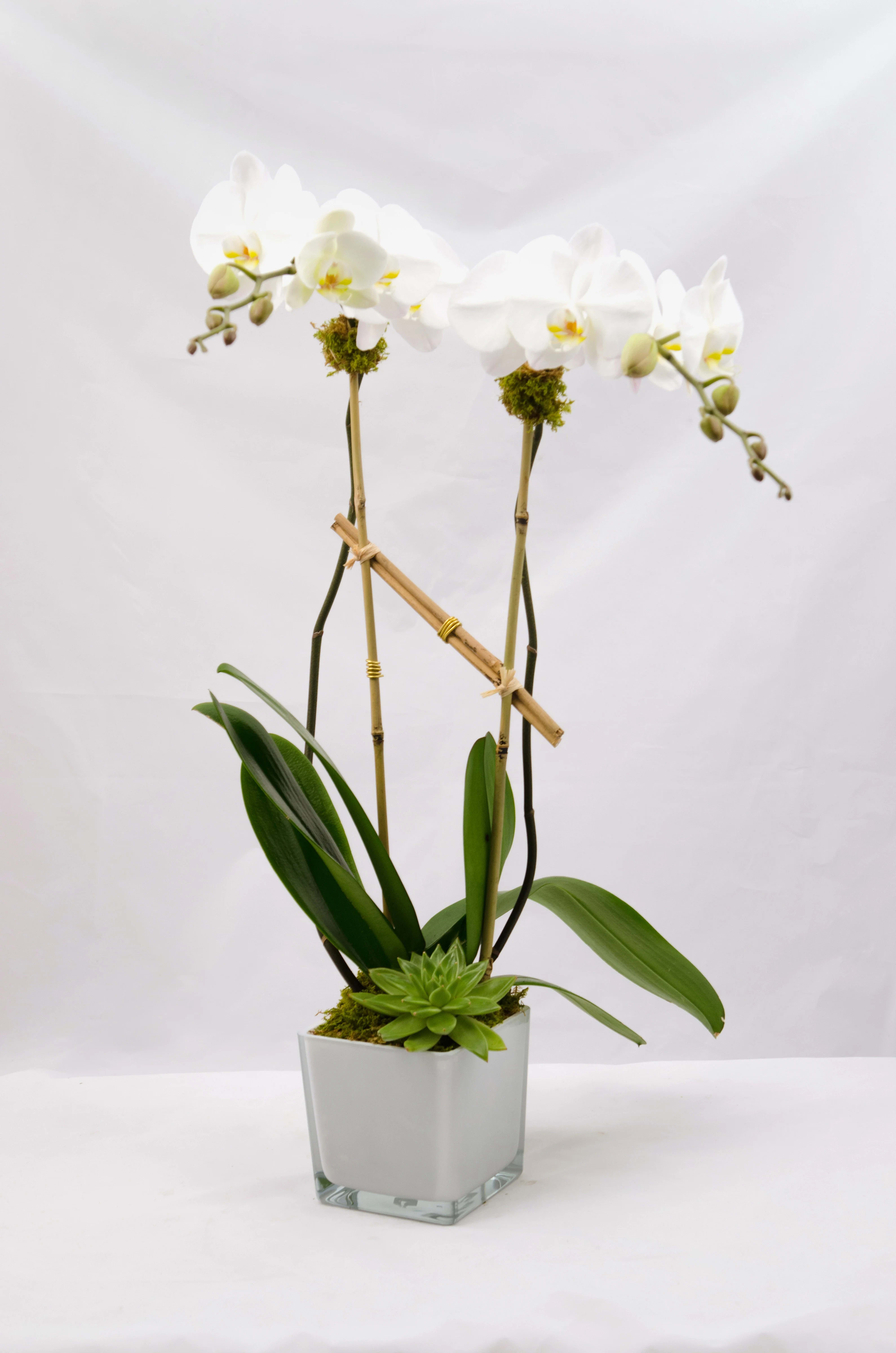 White orchid plant in a square white pot with a succulent accent