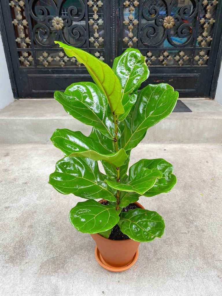 Potted fiddle leaf fig plant with glossy green leaves