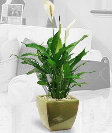 Potted peace lily with white blooms in a square ceramic planter