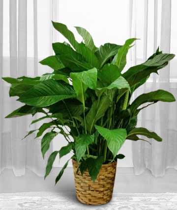 Potted green houseplant in a woven basket planter
