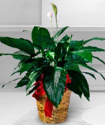 Potted peace lily with white blooms in a woven basket