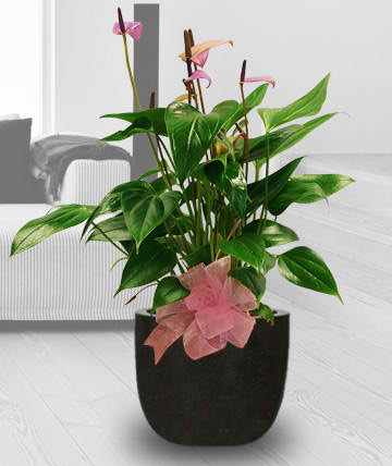 Potted tropical plant with pink flowers in a black container