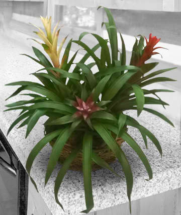 Potted bromeliad plant with green leaves and red and yellow blooms