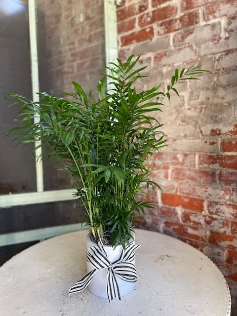 Potted green palm plant in a white container with a striped ribbon