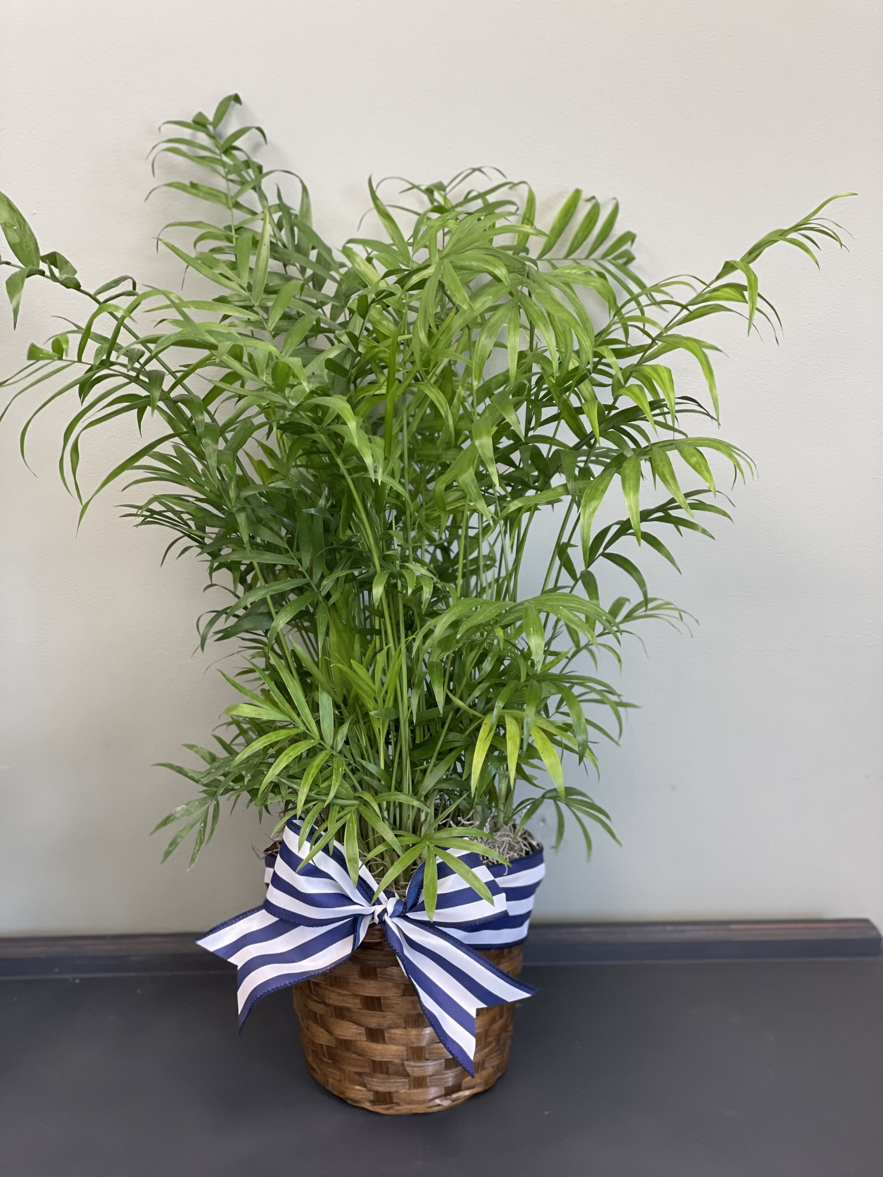 Potted palm plant in a woven basket with a blue-and-white ribbon