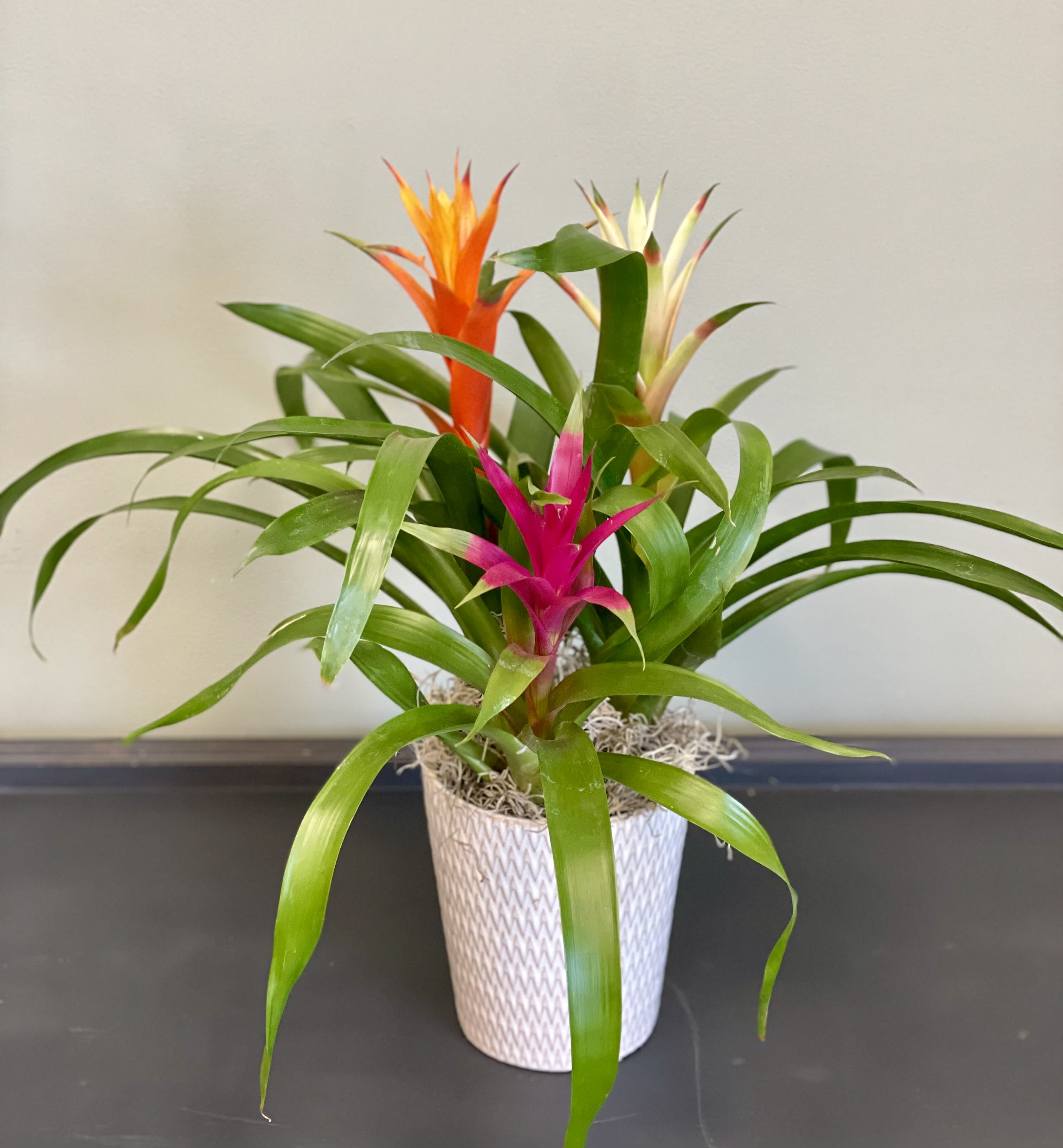 Potted bromeliad plant with pink, orange, and cream blooms
